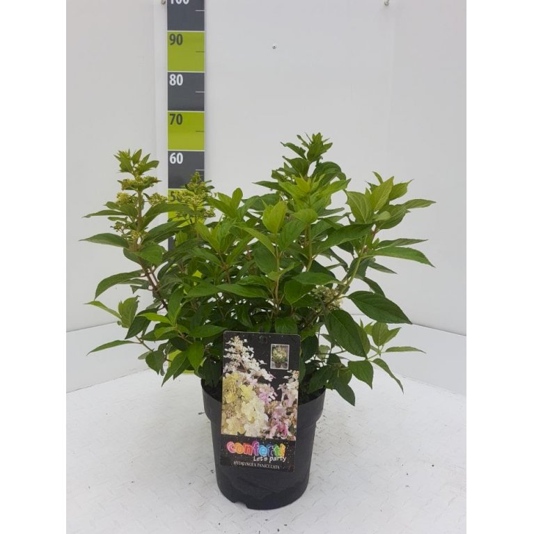 Syrén-Hortensia 'Confetti'®