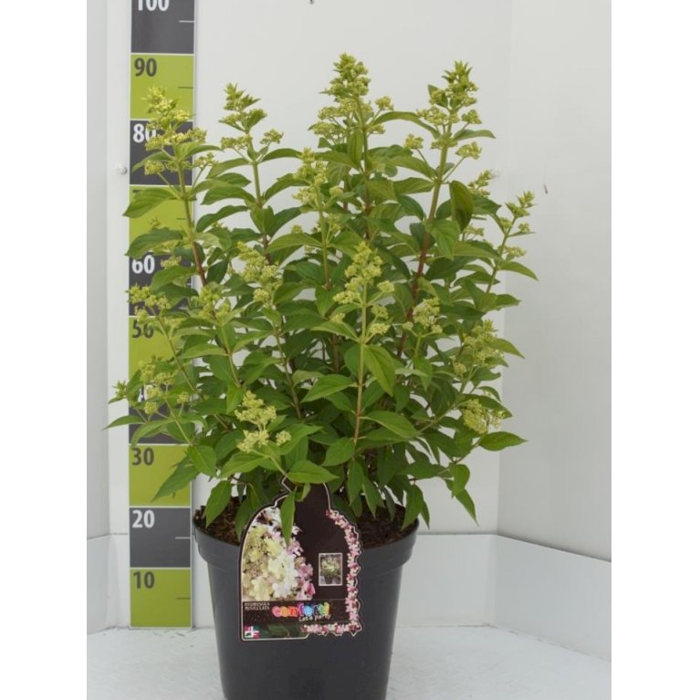 Syrén-Hortensia 'Confetti'®