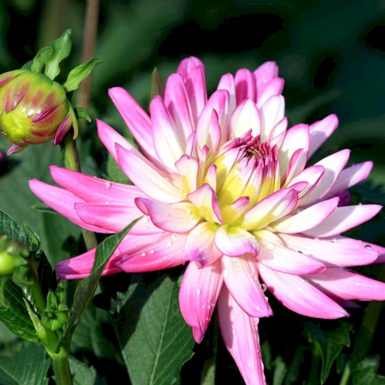 Dahlia aztec 'Veracruz'® Sommerblomster Plantetorvet.dk