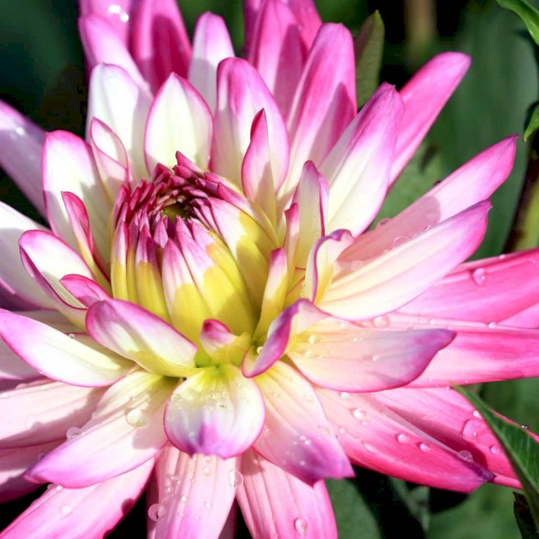 Dahlia aztec 'Veracruz'® Sommerblomster Plantetorvet.dk