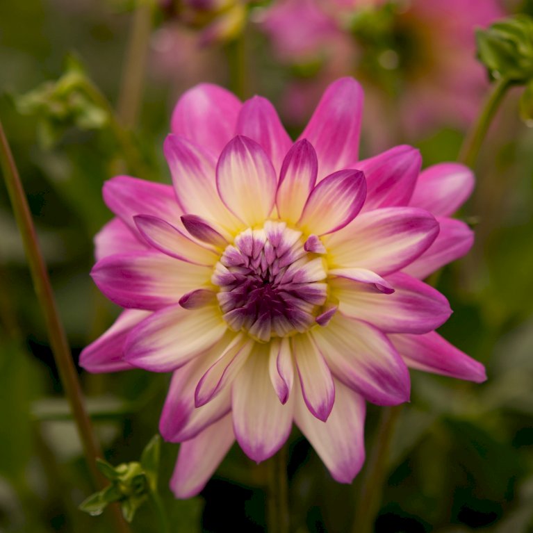 Dahlia aztec 'Veracruz'® Sommerblomster Plantetorvet.dk