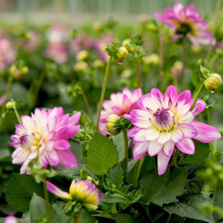 Dahlia aztec 'Veracruz'® Sommerblomster Plantetorvet.dk