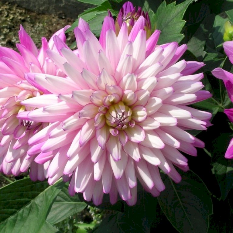 Dahlia aztec 'Veracruz'® Sommerblomster Plantetorvet.dk