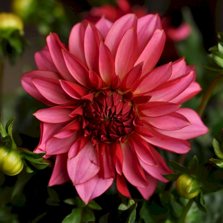 Dahlia hypnotica 'Purple Bicolor'® - Sommerblomster - Plantetorvet.dk
