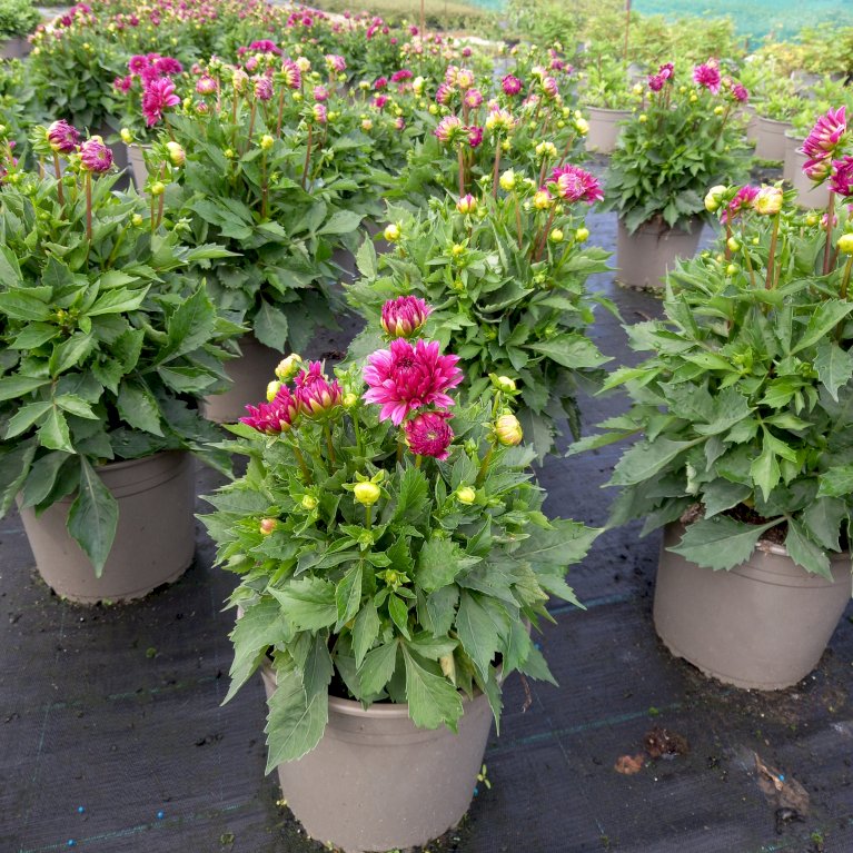 Dahlia hypnotica 'Purple Bicolor'® - Sommerblomster - Plantetorvet.dk