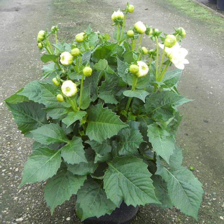 Dahlia Maxi Lopez Sommerblomster Plantetorvetdk