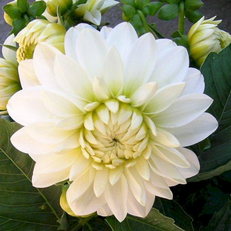 Dahlia Maxi Lopez Sommerblomster Plantetorvetdk