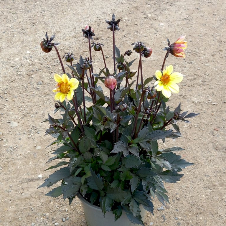 Dahlia 'Happy Days Yellow'