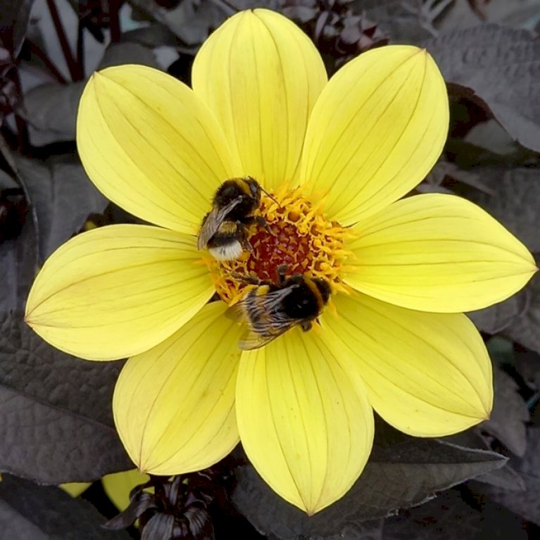 Dahlia 'Happy Days Yellow'