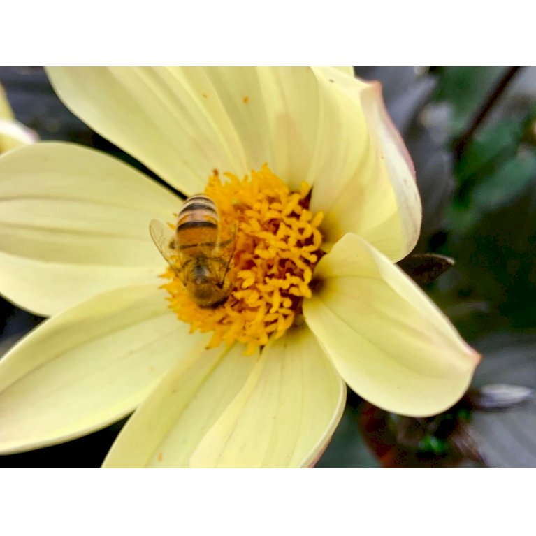 Dahlia 'Happy Days Yellow'