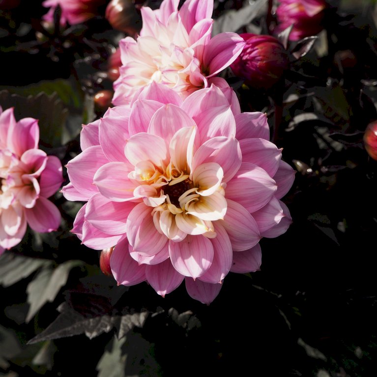 Dahlia 'Pink Bicolor' - Sommerblomster - Plantetorvet.dk