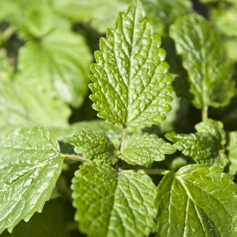 Citronmelisse