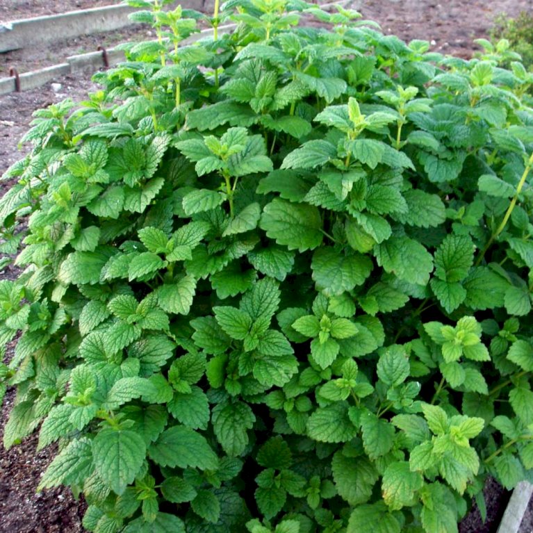 Citronmelisse