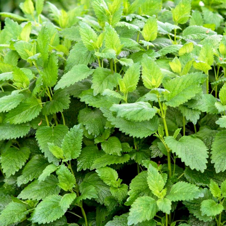 Citronmelisse