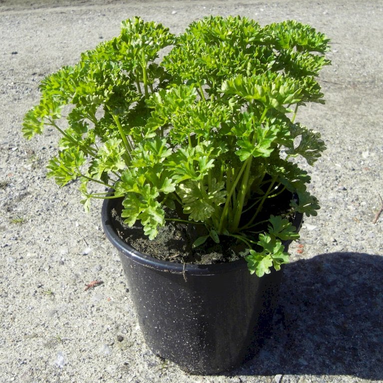 Kruspersille
