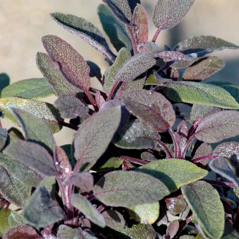 Rød Salvie 'Purpurascens'