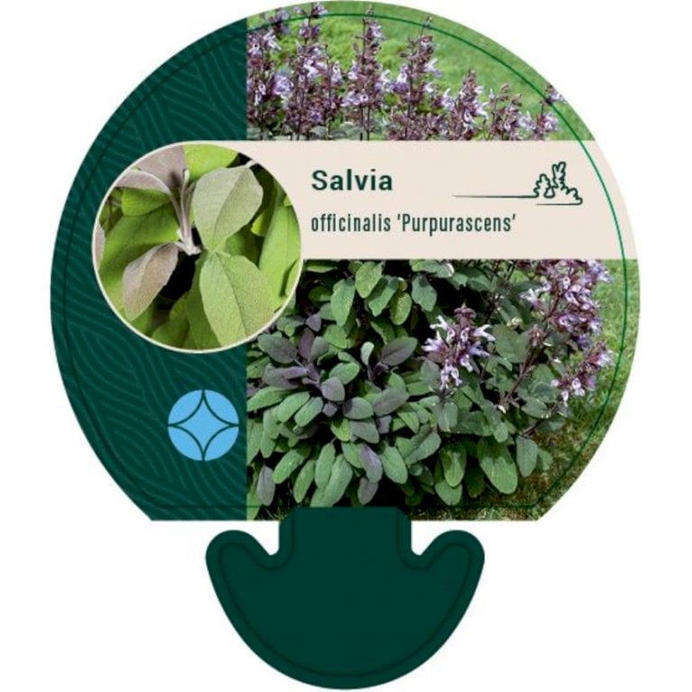 Rød Salvie 'Purpurascens'