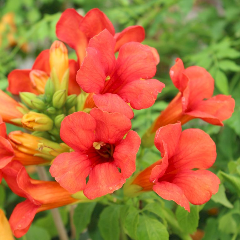 Trompetblomst 'Fire Trumpet'®