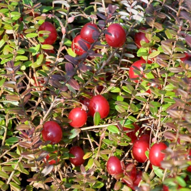Storfrugtet Tranebær 'Cranberry'