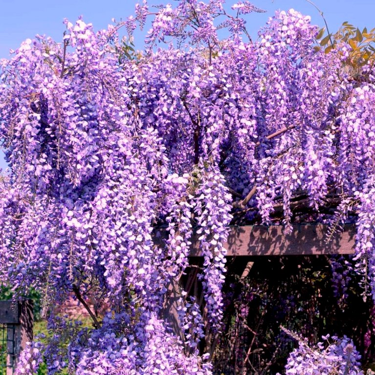 Wisteria frutescens Longwood Purple - Large Specimen Plant 6ft