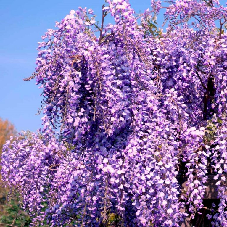 Amerikansk Blåregn 'Longwood Purple'