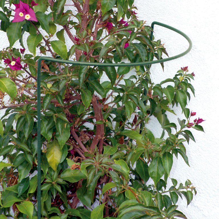 Staudeholder i grøn