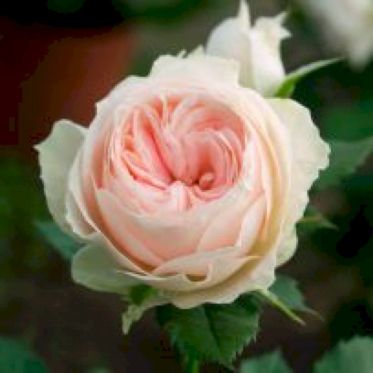 'Pompon Flower Circus'