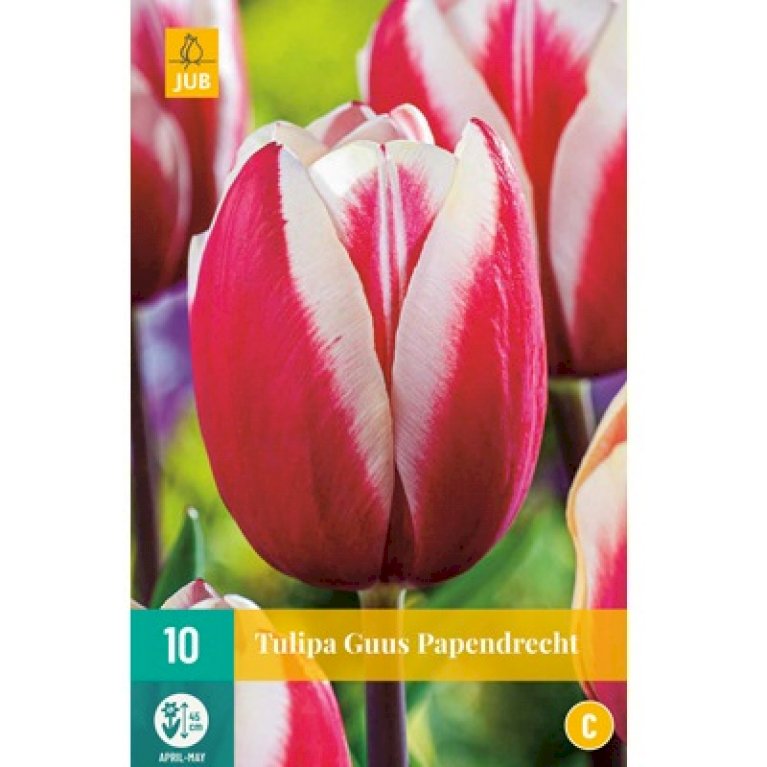 Tulipan 'Guus Papendrecht' - Blomsterløg - Plantetorvet.dk