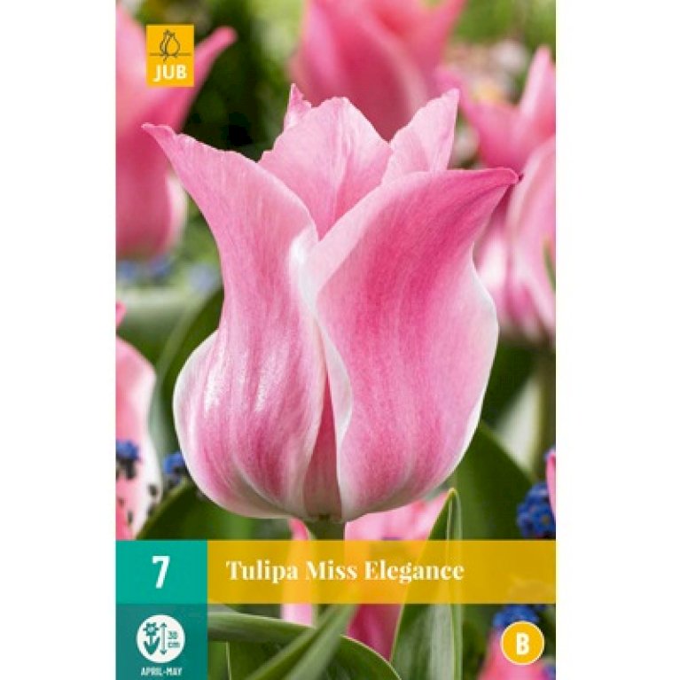 Tulipan 'Miss Elegance' - Nyhed