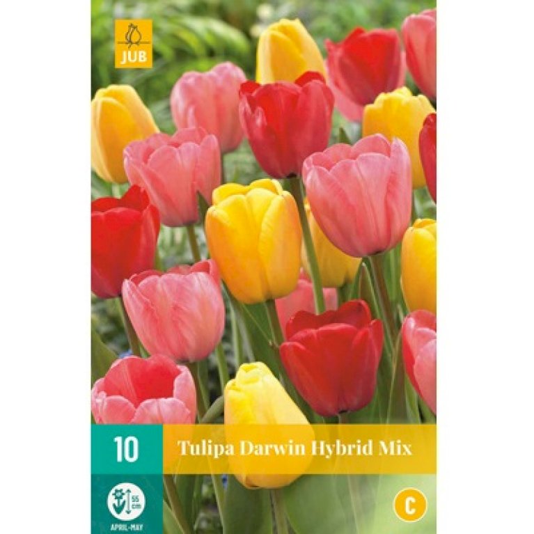 Tulipan 'Darwin Hybrid' mix - Nyhed