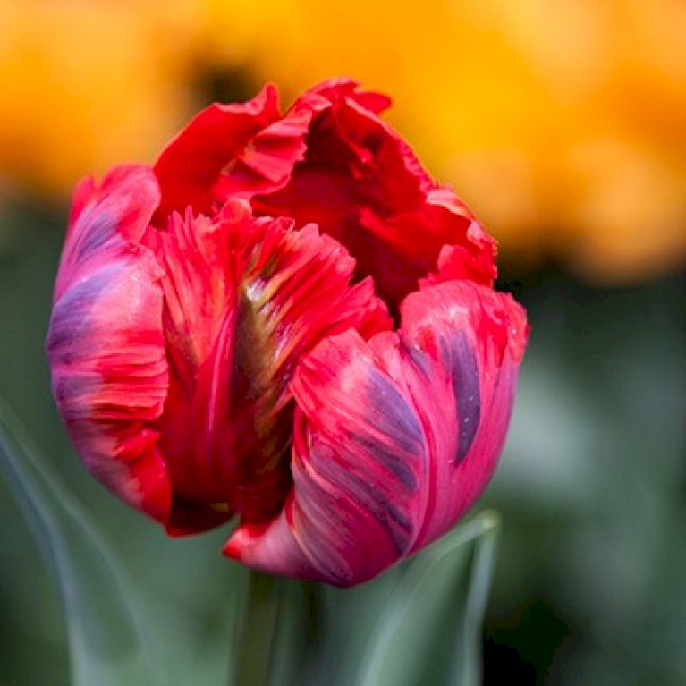 Tulipan 'Shining Parrot'