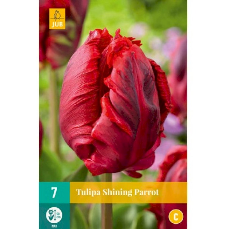 Tulipan 'Shining Parrot'