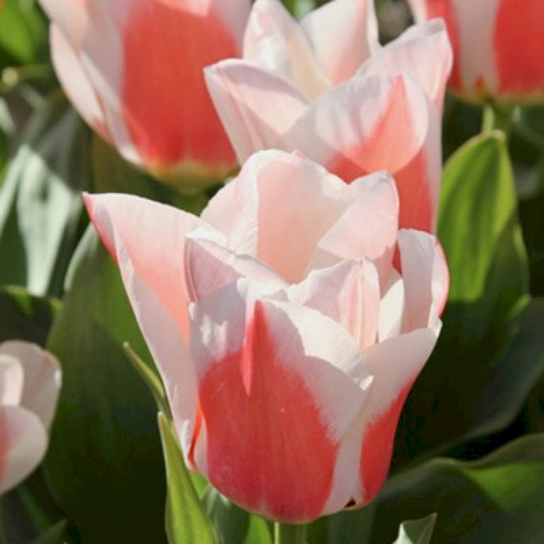 Tulipan 'Willem van den Akker'