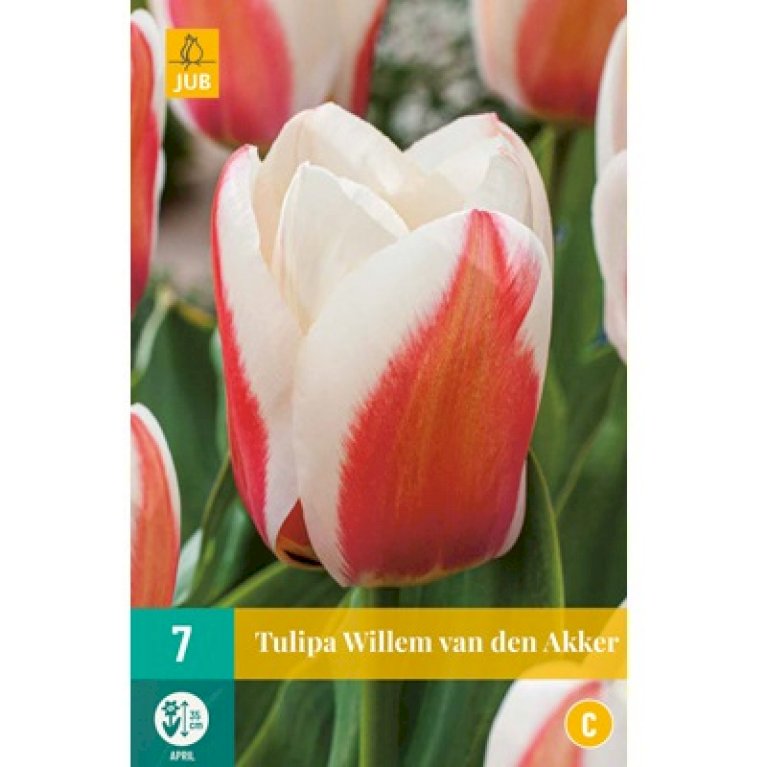 Tulipan 'Willem van den Akker'