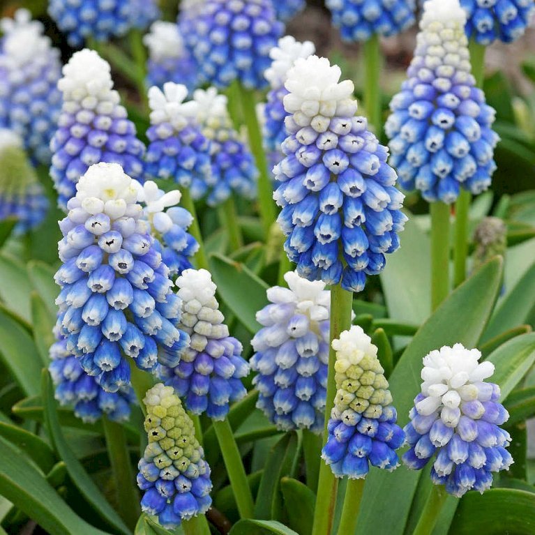 Perlehyacint 'Mountain Lady'