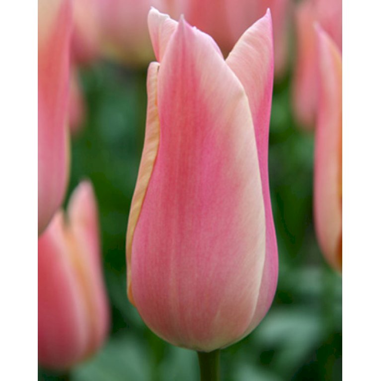 Tulipan 'Sanne' Storkøb