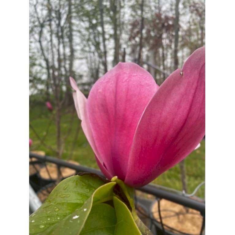 Magnolia 'Rose Marie'