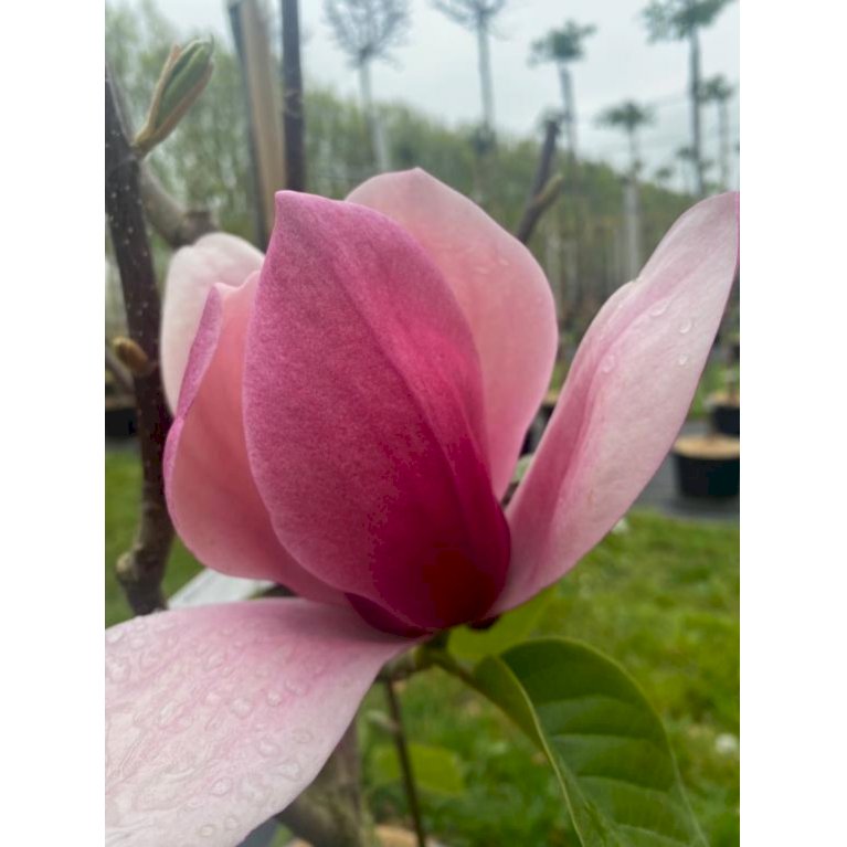 Magnolia 'Rose Marie'