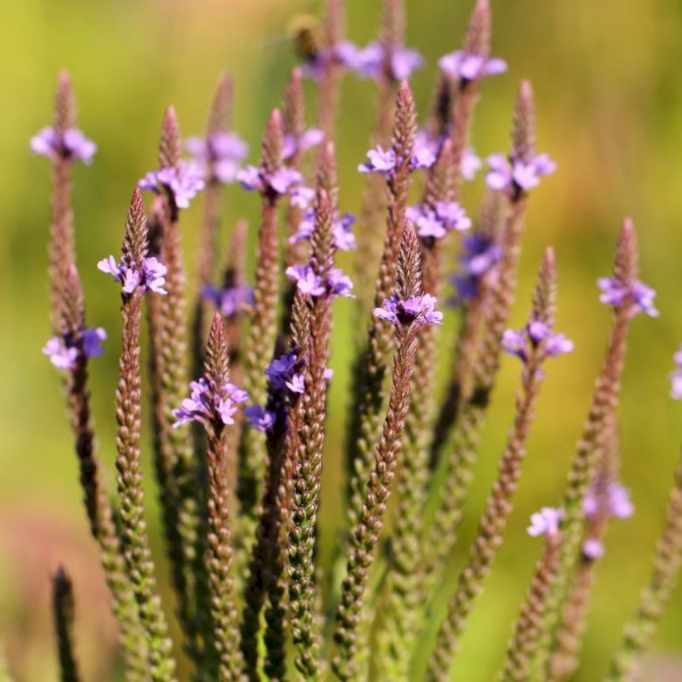 Spyd-jernurt 'Lavender Spires'