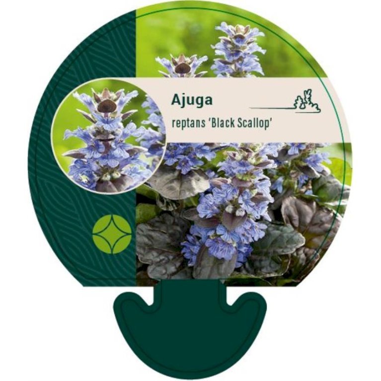 Krybende læbeløs 'Black Scallop'