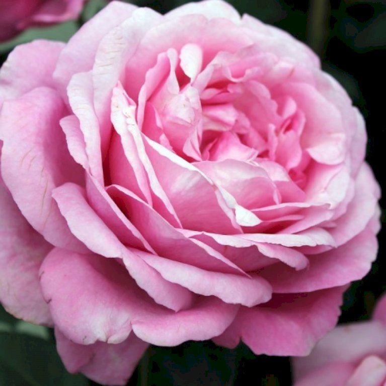 'Desirée'®