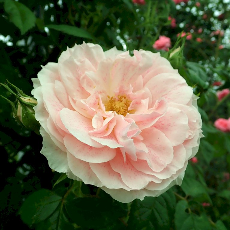 &amp;#39;Kir Royal&amp;#39; - Roser - Plantetorvet.dk