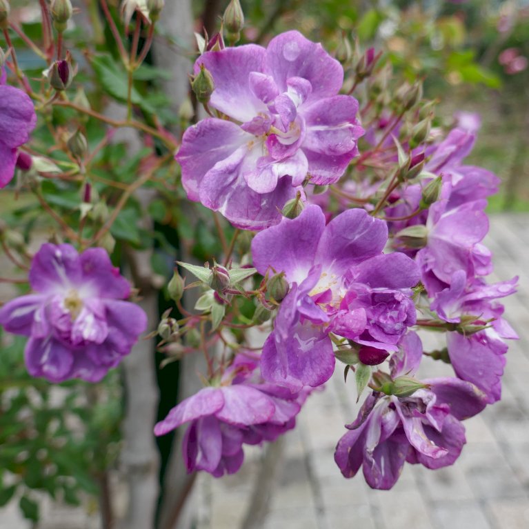 'Purple Skyliner'