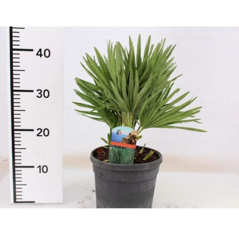 Chamaerops humilis