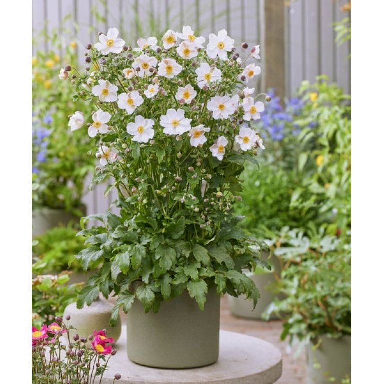 Anemone'Fantasy Elsa'