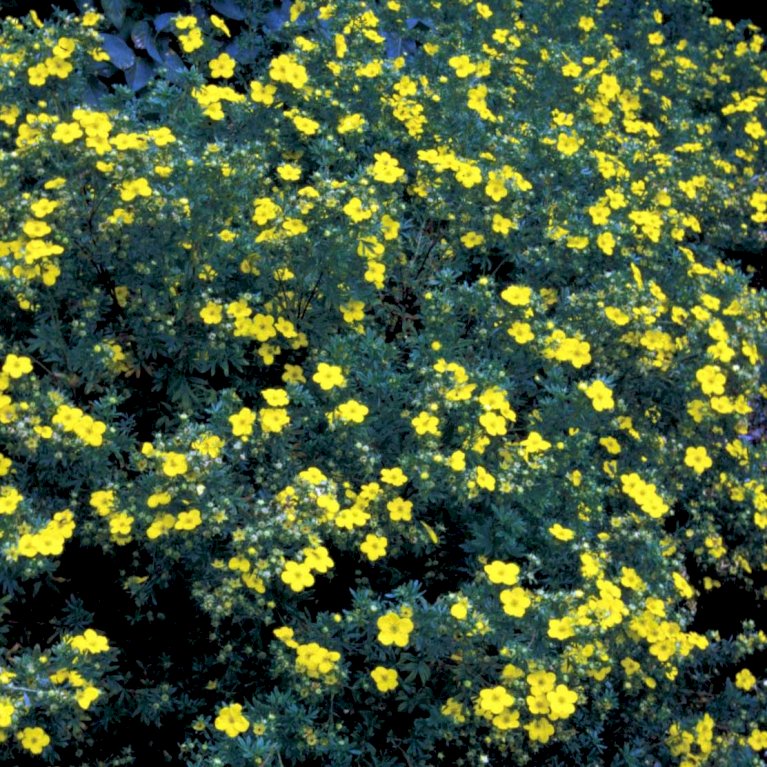 Potentilla 'Goldfinger'