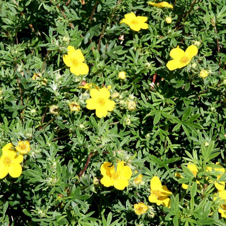 Potentilla 'Goldfinger'