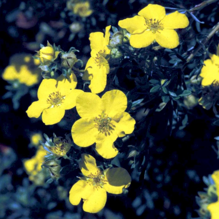 Potentilla 'Goldfinger'