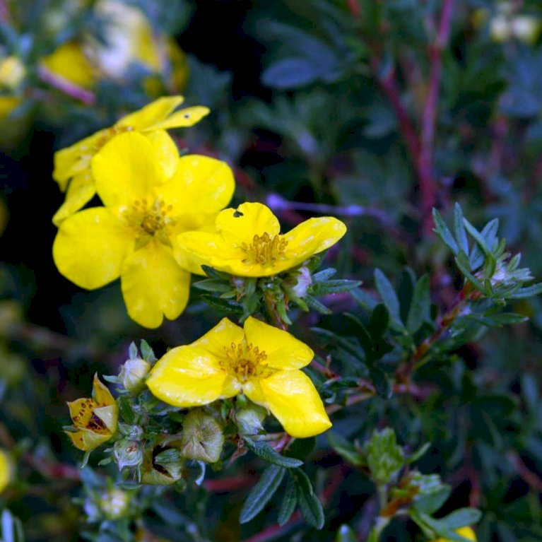 Potentilla 'Goldfinger'