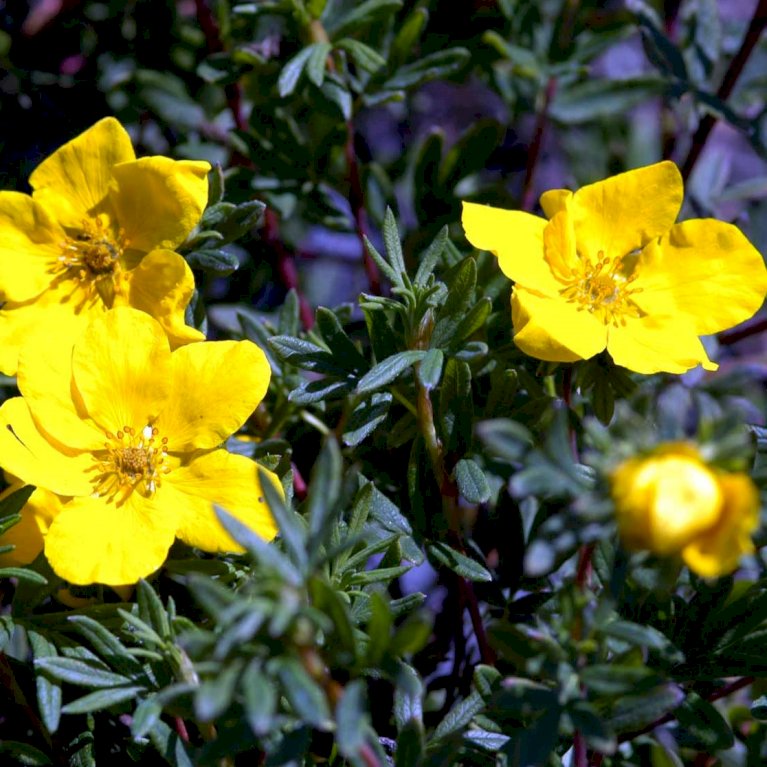 Potentilla 'Goldfinger'